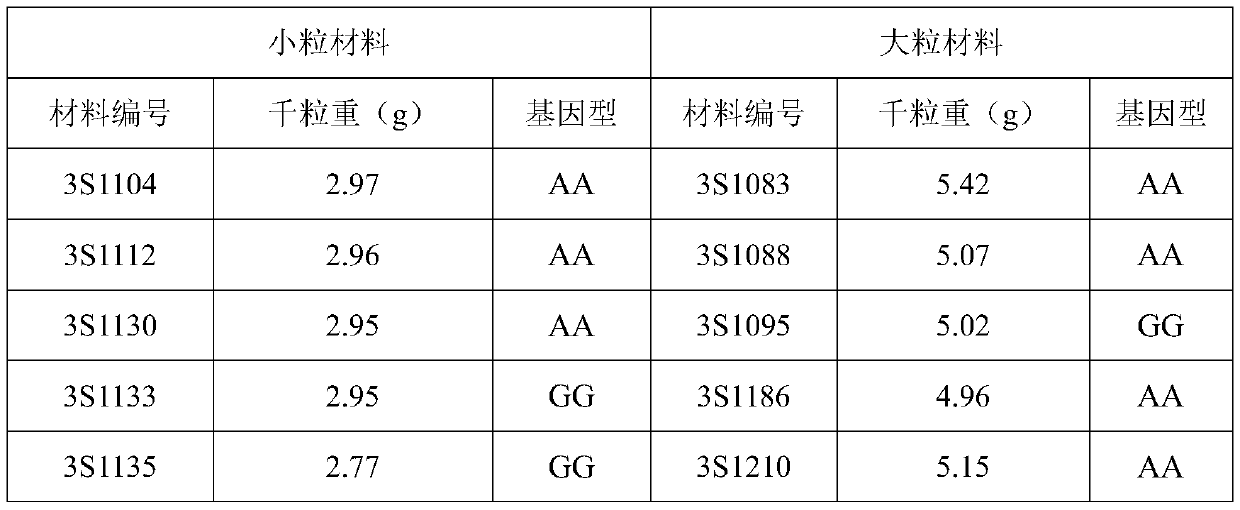 Molecular marker SNPA9-5 related to oilseed rape thousand seed weight and application