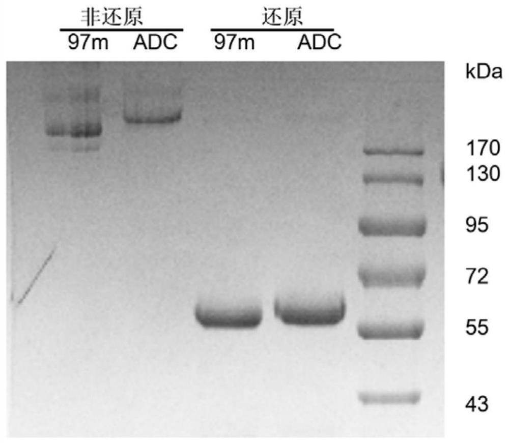 A kind of antibody-coupled drug and its application