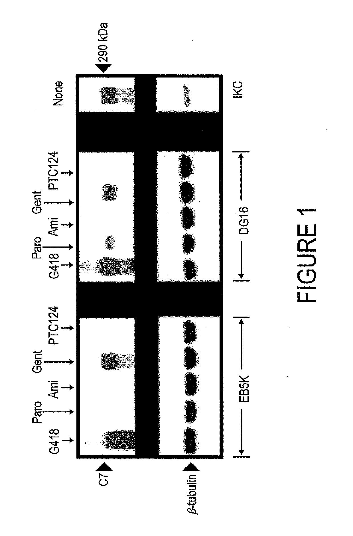 Methods and Agents for Enhancing Wound Healing
