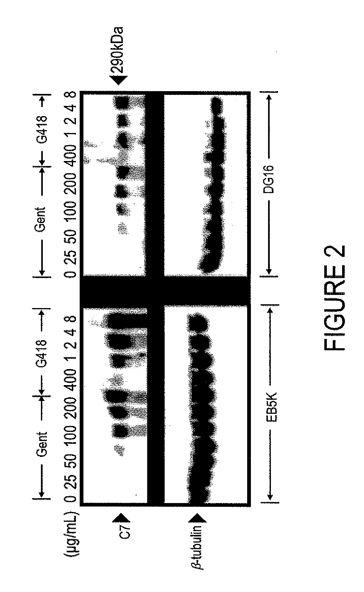 Methods and Agents for Enhancing Wound Healing