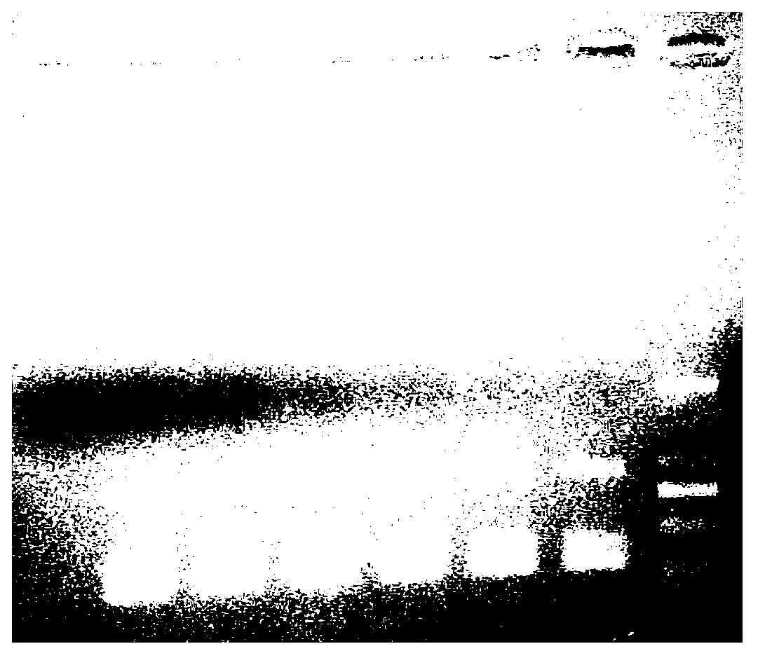 Multiplex PCR (polymerase chain reaction) primer group for simultaneously detecting feline panleucopenia virus, feline calicivirus and feline herpes virus type 1