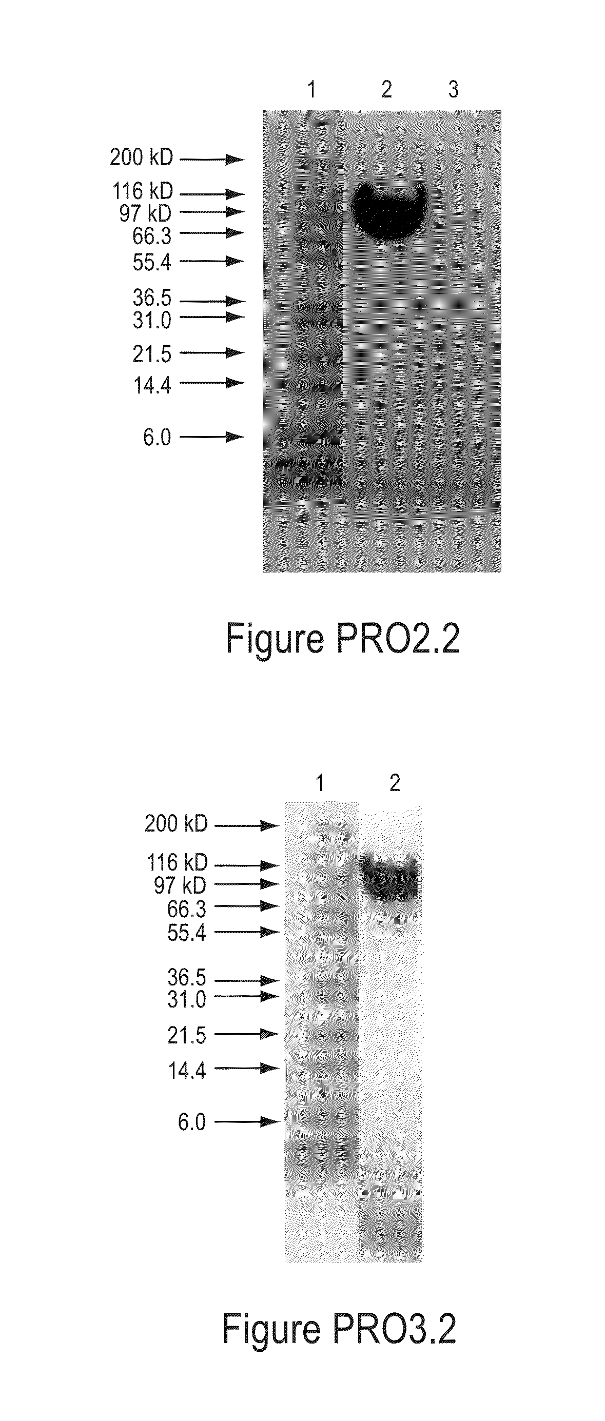 Polymer conjugates of protegrin peptides