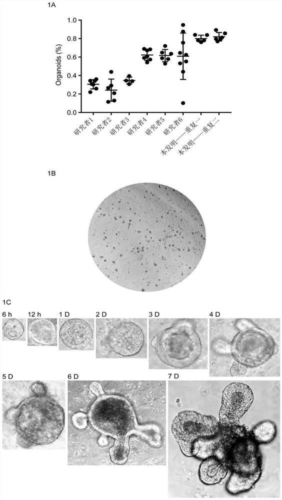 Culture method of intestinal organoids and application of intestinal organoids in intestinal toxicity test
