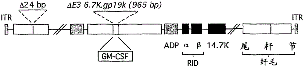 Oncolytic adenoviral vectors and methods and uses related thereto