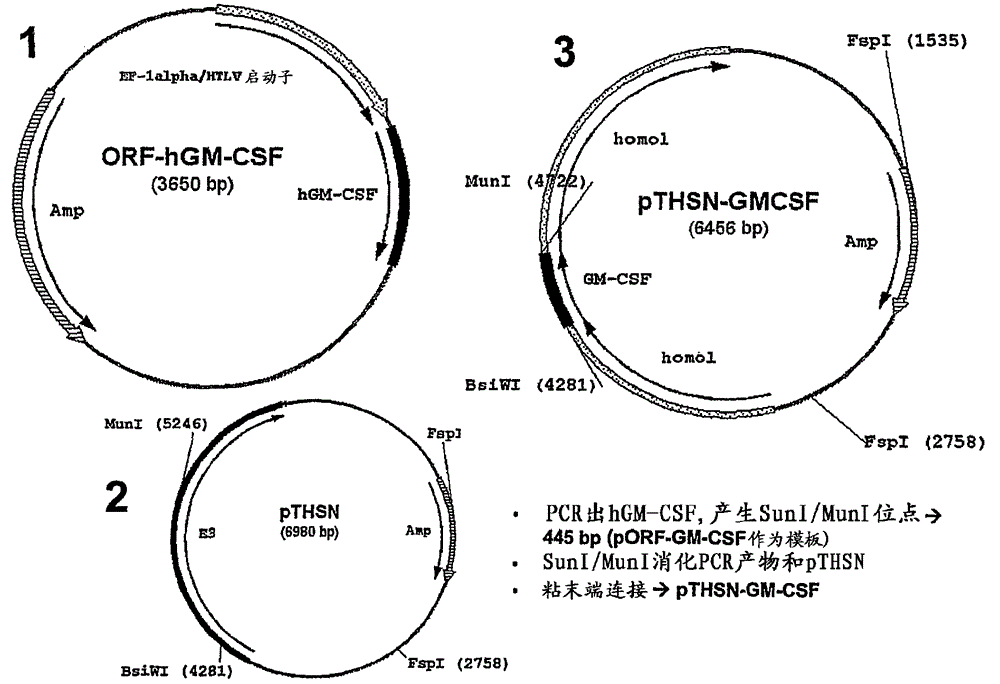 Oncolytic adenoviral vectors and methods and uses related thereto