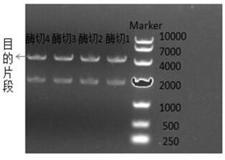 pSP107 plasmid as well as application and construction method thereof
