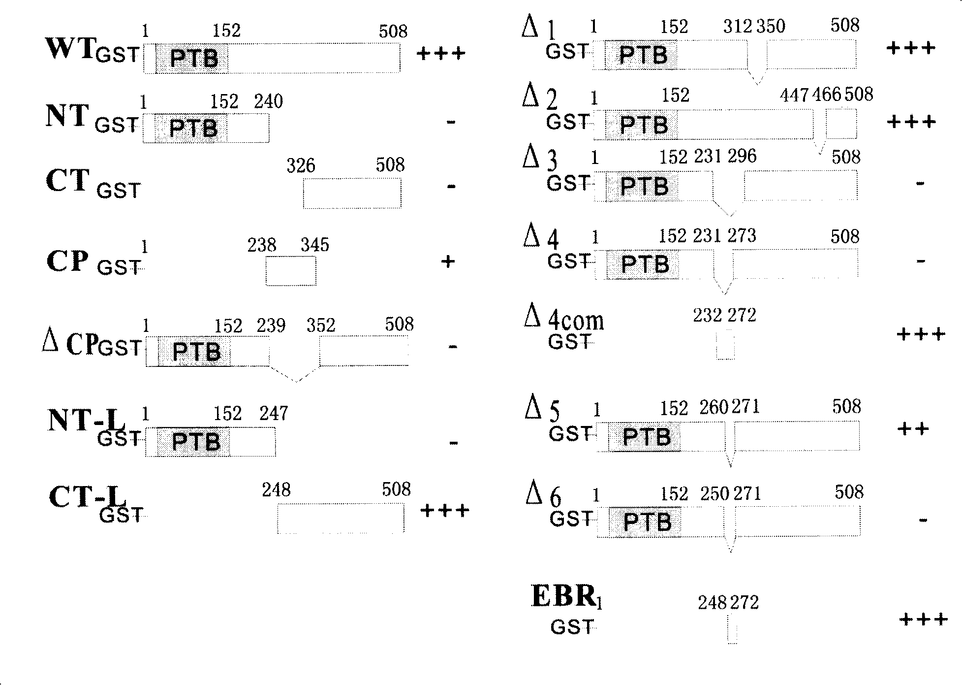 ERK2 combination polypeptide and preparation thereof