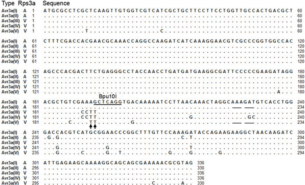 Molecular method for determining virulence of phytophthora sojae on disease-resistant gene Rps3a(Chapman)