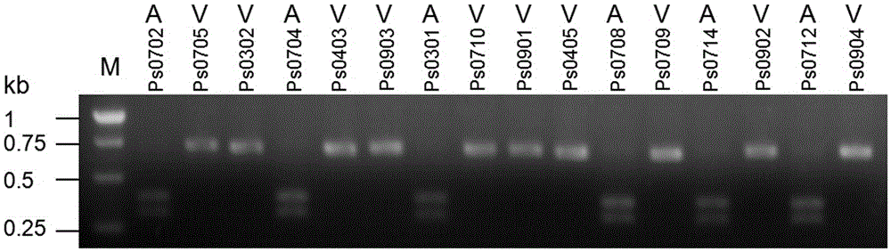 Molecular method for determining virulence of phytophthora sojae on disease-resistant gene Rps3a(Chapman)
