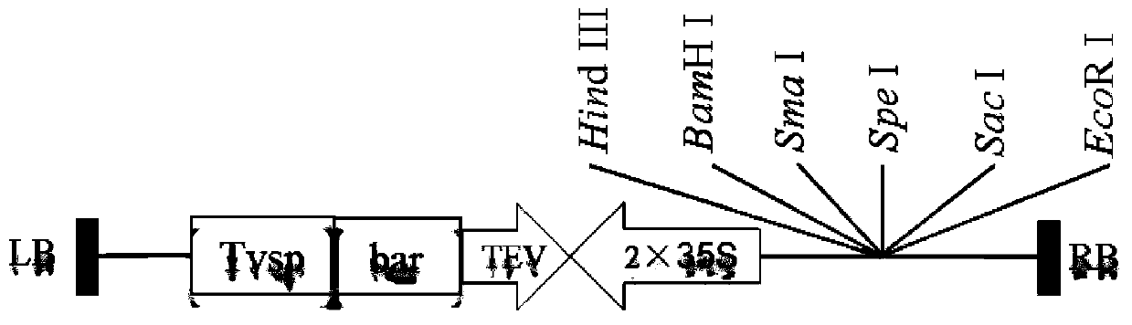 A kind of artificially synthesized bt insect-resistant gene flia and its preparation method and application