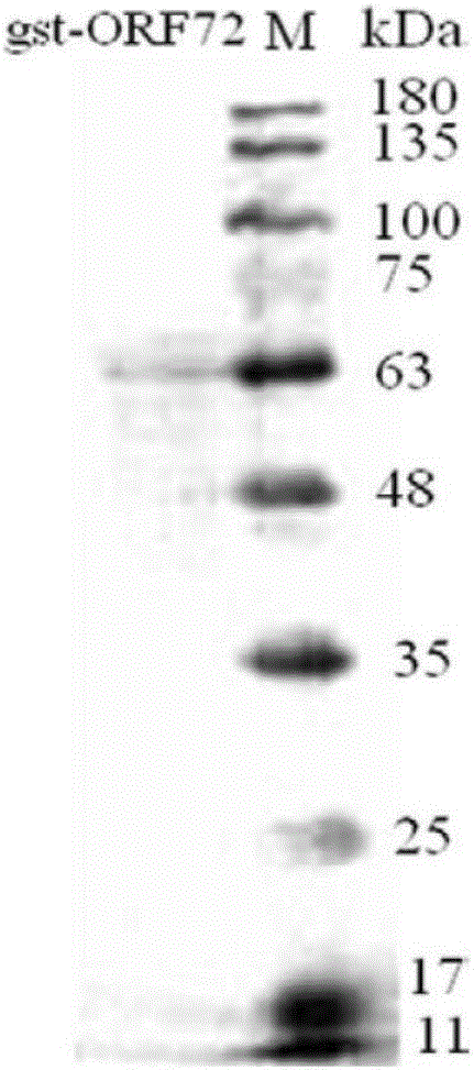 Monoclonal antibody for II type carp herpes virus ORF72 albumen and application thereof