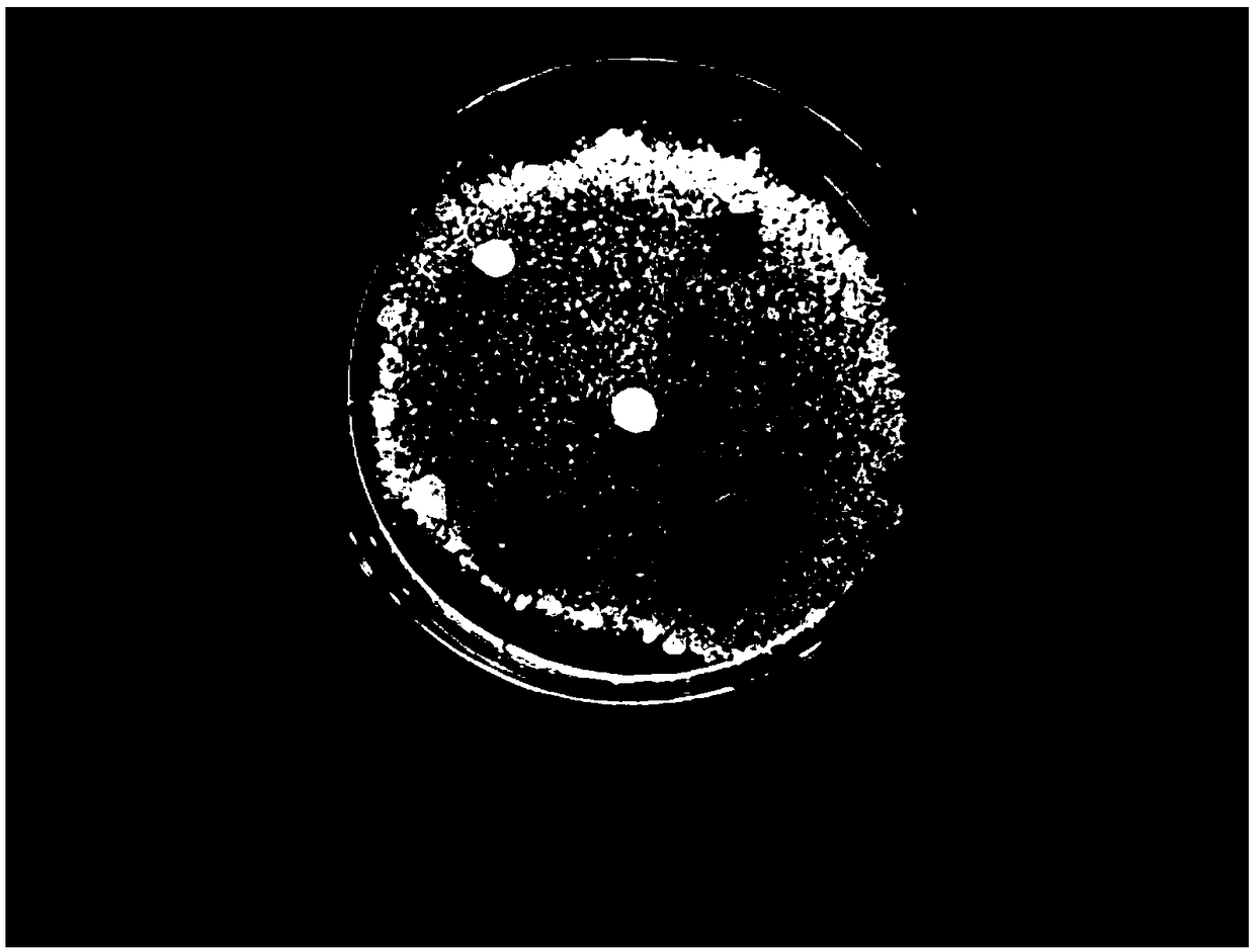 Application of sarcandra glabra endophyte RJ-1 in inhibiting phytopathogens