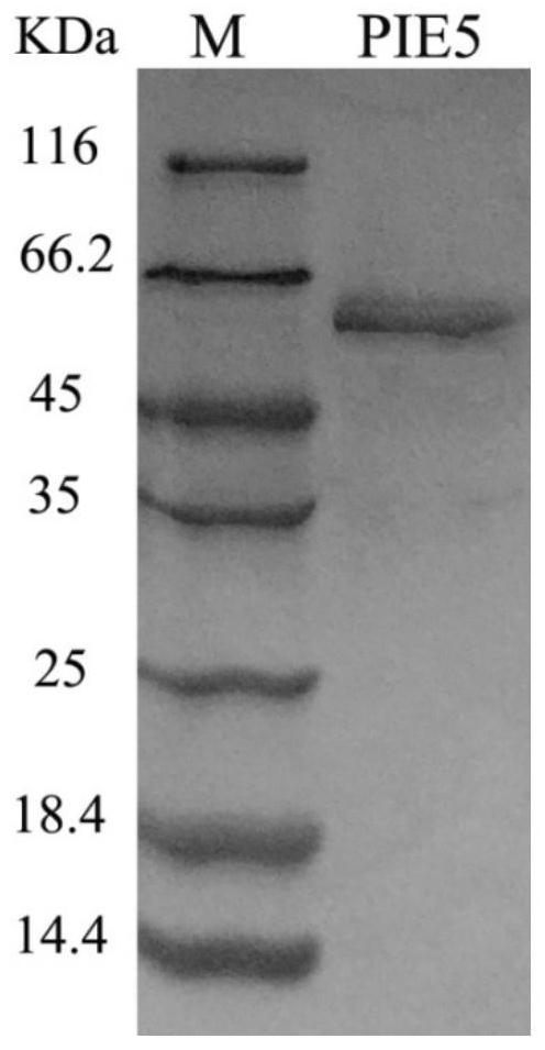 A kind of fungal laccase mutant pie5 and its expression strain and application