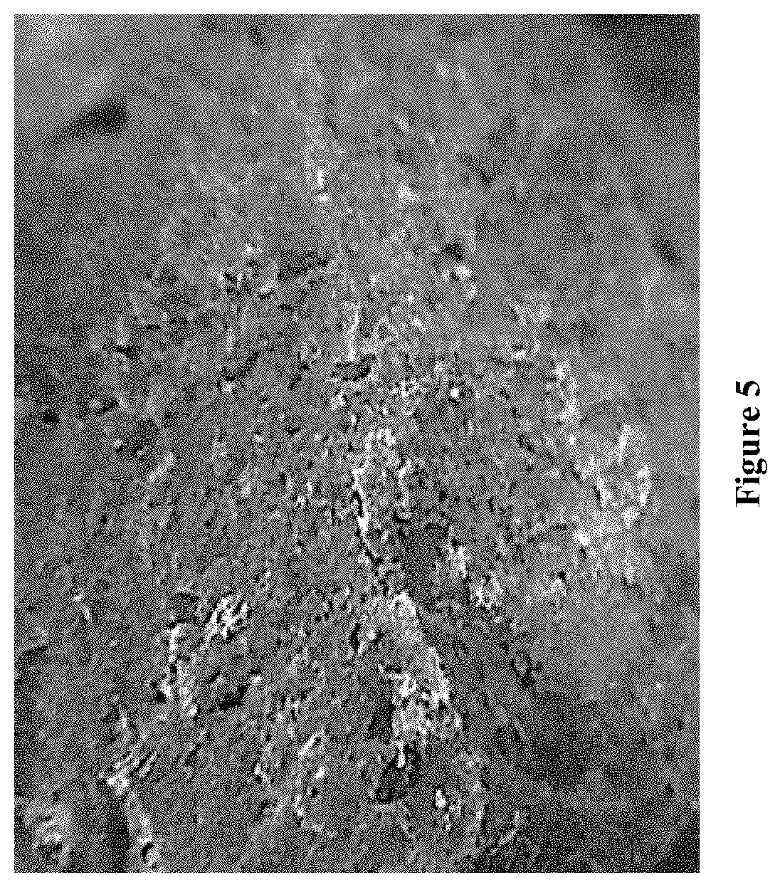 Cementitious composition with high bond strength to both asphalt and cement based materials