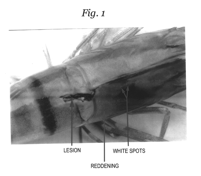 Composition for treating white spot syndrome virus (WSSV) infected tiger shrimp penaeus monodon and a process for preparation thereof