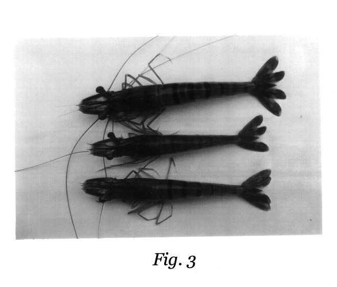 Composition for treating white spot syndrome virus (WSSV) infected tiger shrimp penaeus monodon and a process for preparation thereof