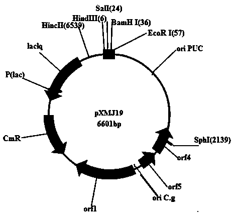 Conversion method for introducing shuttle plasmids into brevibacterium flavum (or corynebacterium glutamicum)