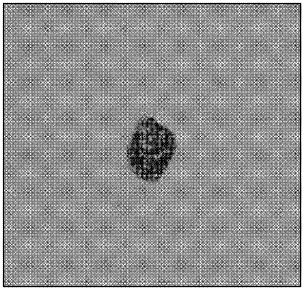 Method for isolating efficiently protoplast from switchgrass leaves