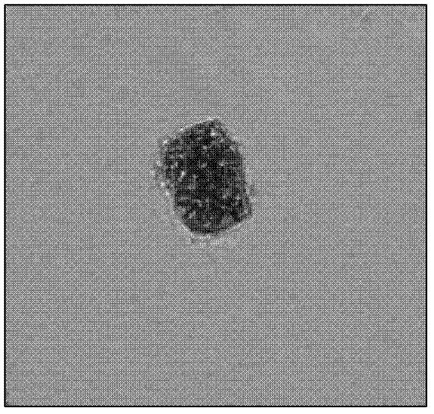 Method for isolating efficiently protoplast from switchgrass leaves