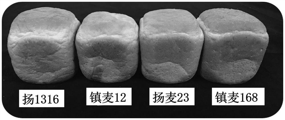 A breeding method for high-yield, disease-resistant and strong-gluten wheat in the middle and lower reaches of the Yangtze River