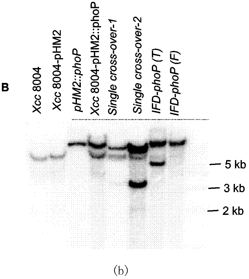 Bird rape xanthomonas essential gene and coded protein and application thereof