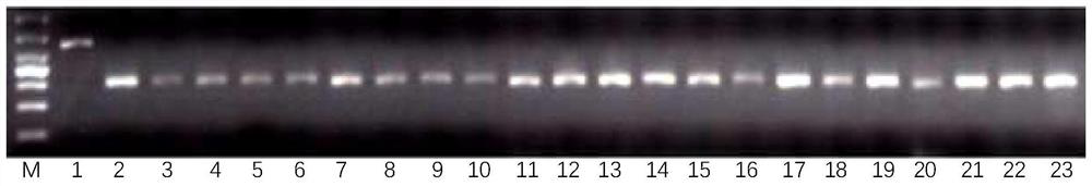 Codominant Molecular Marker and Application of Rice Sub1 Sub1 Submergence Tolerance Gene