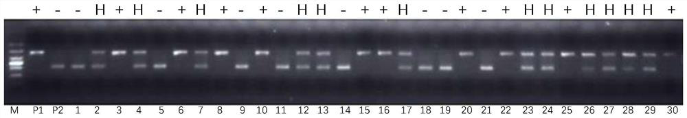 Codominant Molecular Marker and Application of Rice Sub1 Sub1 Submergence Tolerance Gene