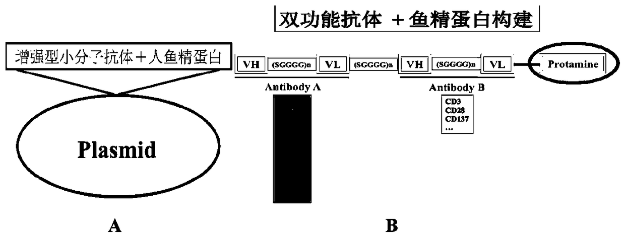 Construction and application of reinforced micromolecular antibody