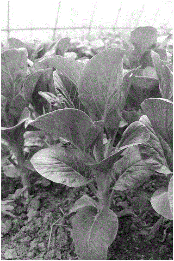 Environmental-impact-free method for creating upright and compact type germplasm resources of Chinese flowering cabbage