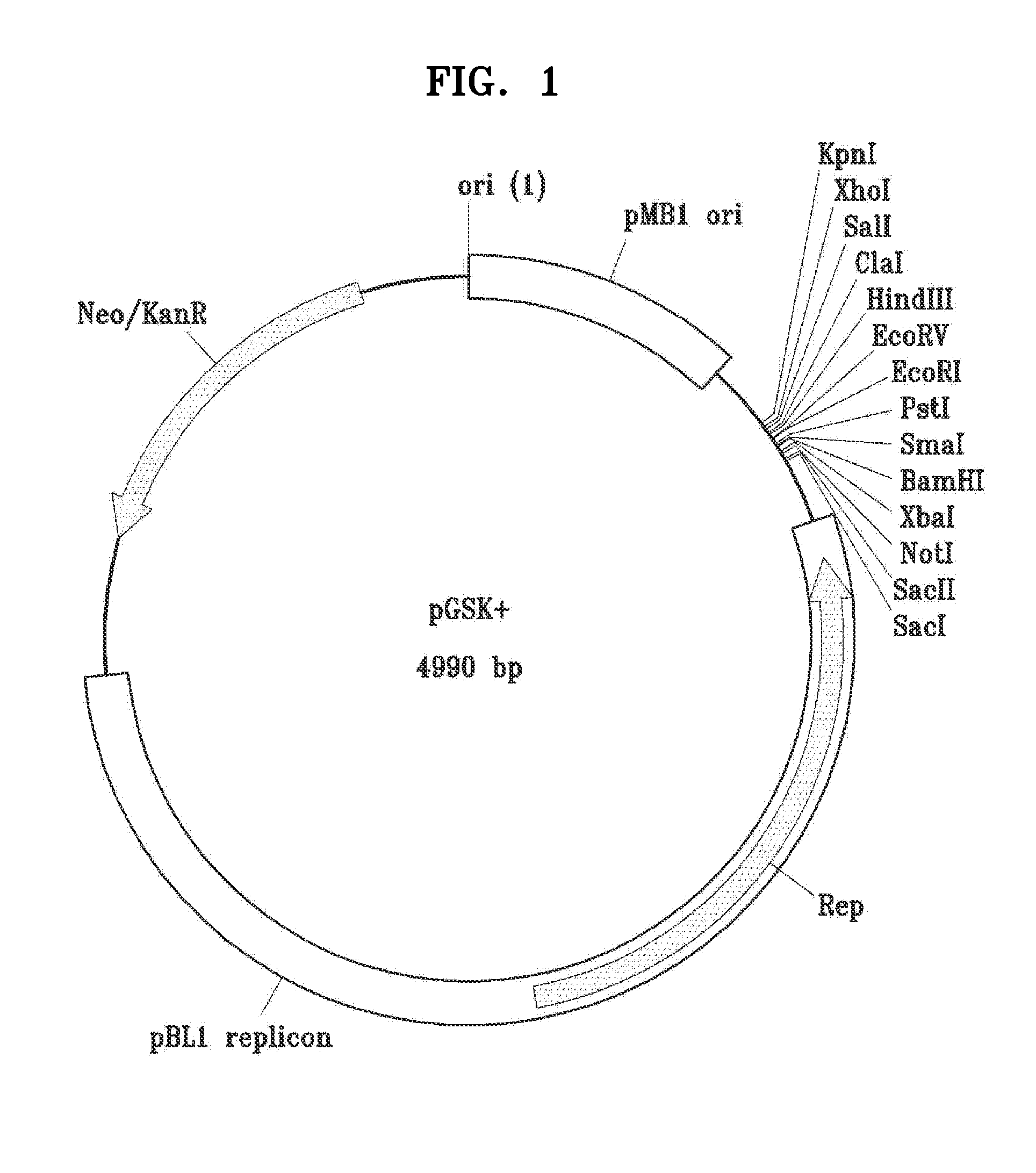 Genetically engineered bacterial cell and method of producing succinic acid using the same