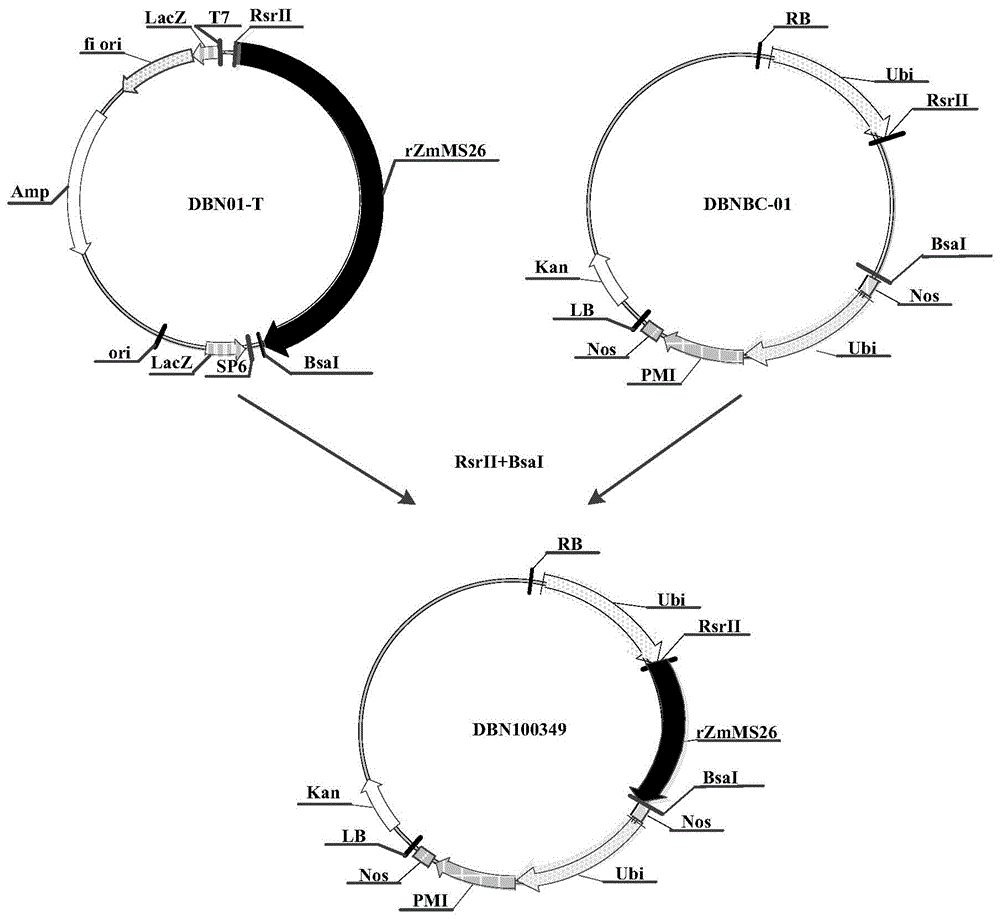 Nucleotide sequences mediating male fertility in plants and methods of using same