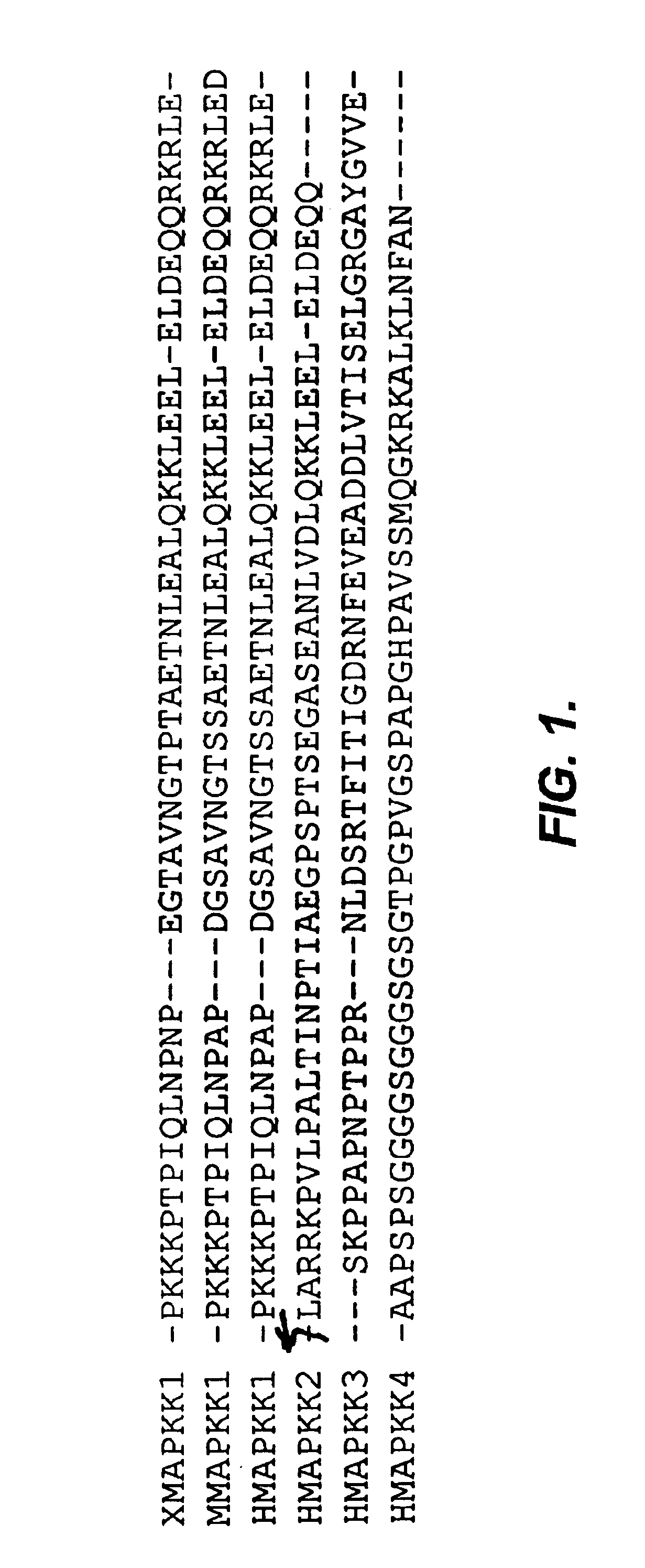 Anthrax lethal factor is a MAPK kinase protease