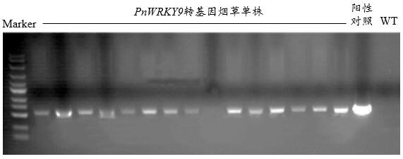 Pseudo-ginseng WRKY transcription factor gene PnWRKY9 and application thereof