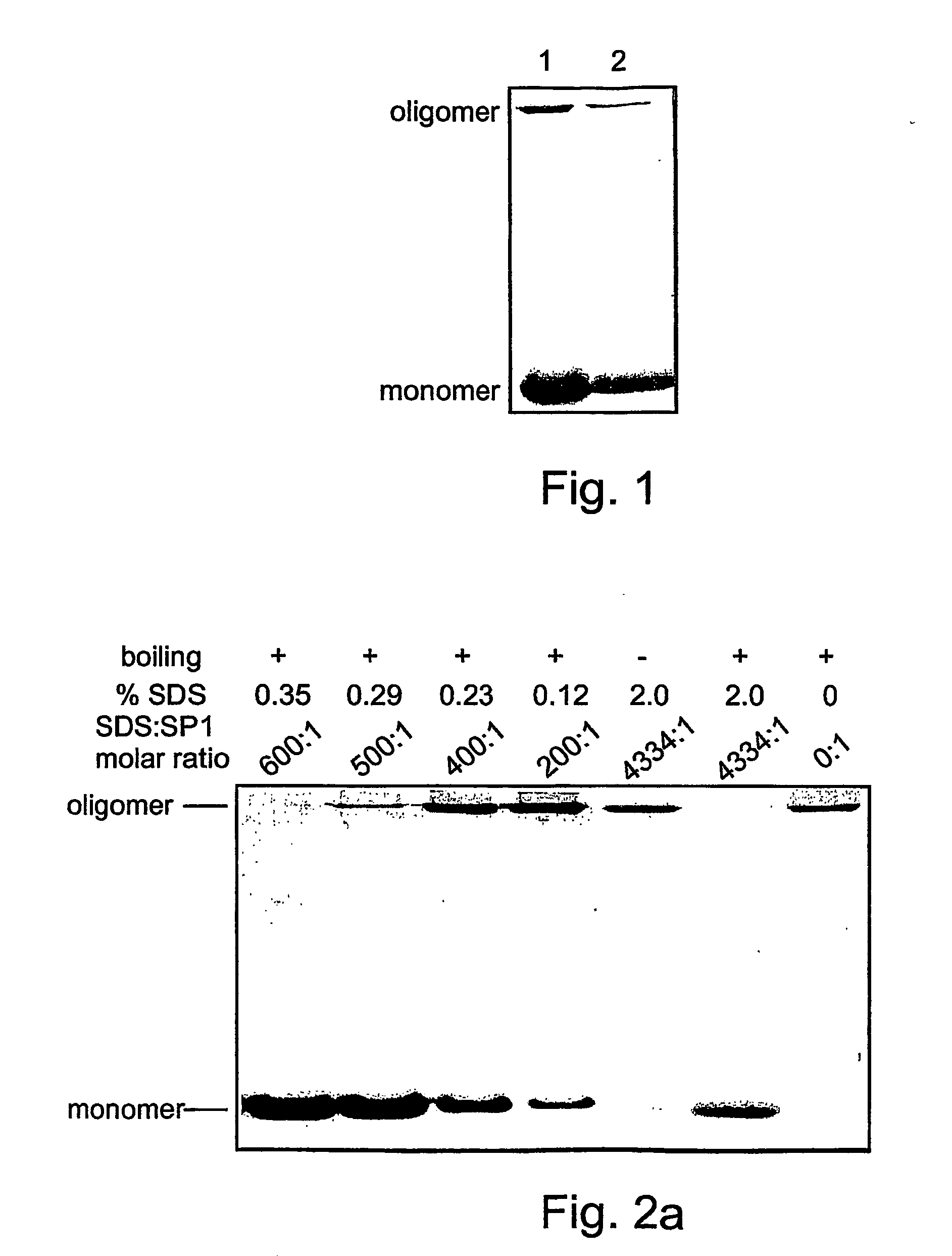 Denaturat stable and/or protease resistant, chaperone-like oligomeric proteins, polynucleotides encoding same, their uses and methods of increasing a specific activity thereof