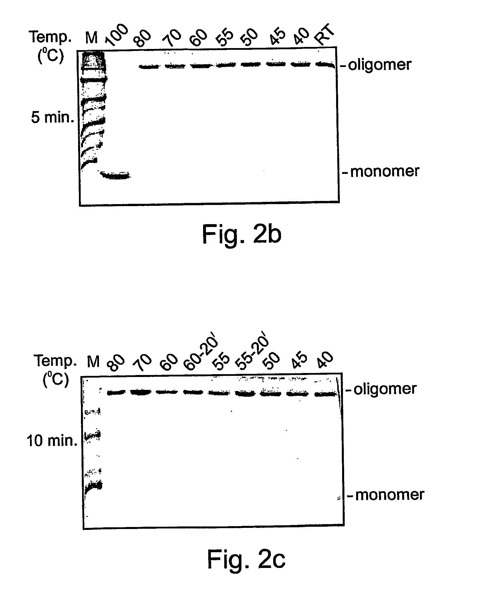 Denaturat stable and/or protease resistant, chaperone-like oligomeric proteins, polynucleotides encoding same, their uses and methods of increasing a specific activity thereof