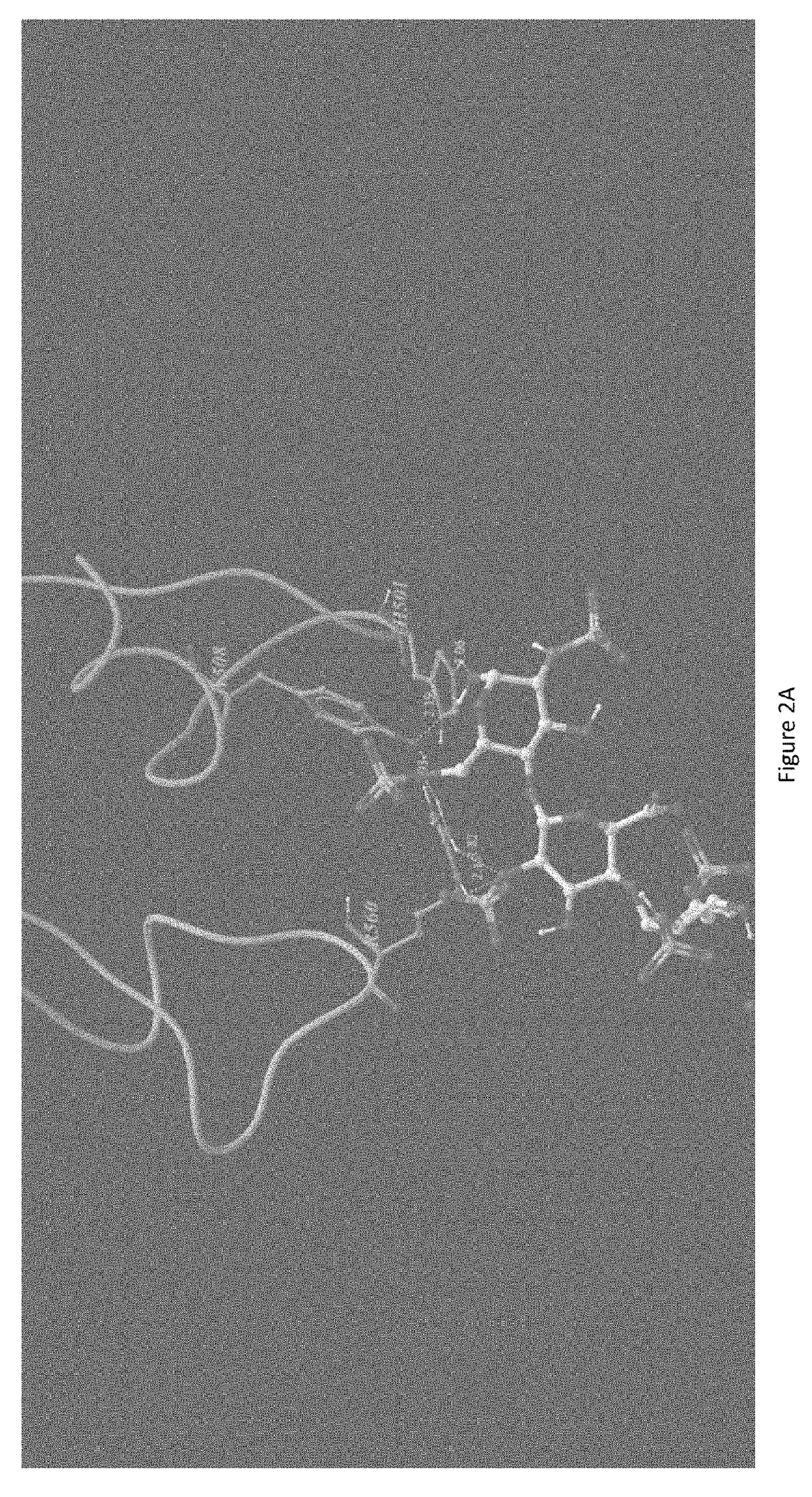 Antidote for Chondroitinase