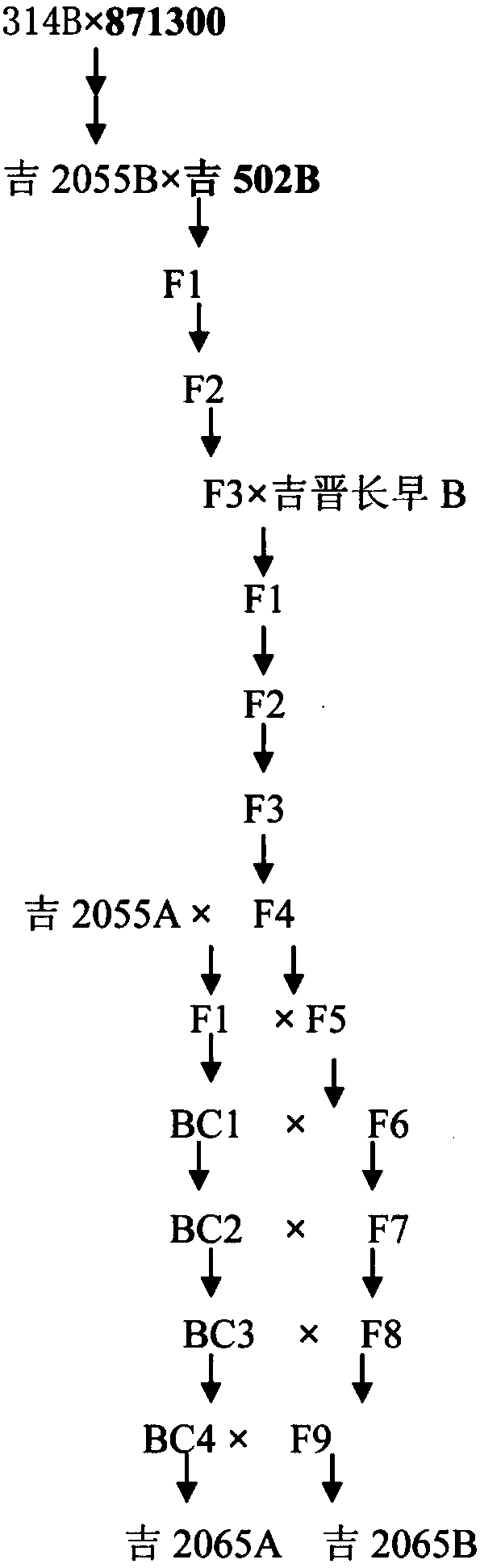 Method for creating male sterile line of sorghum