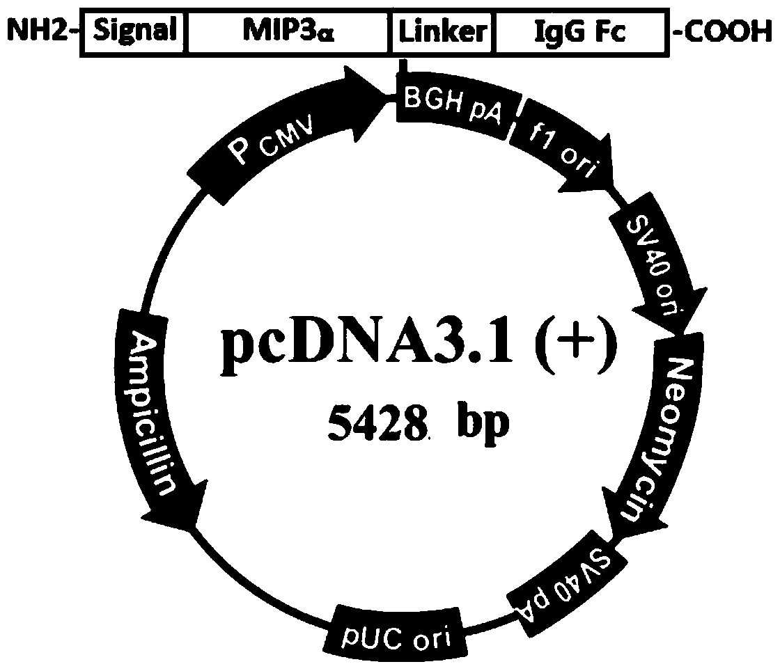 mip3α-fc fusion protein and use thereof