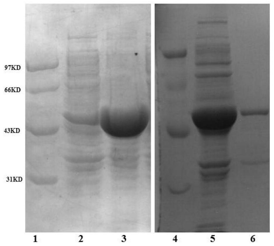 Transaminase mutants and their applications