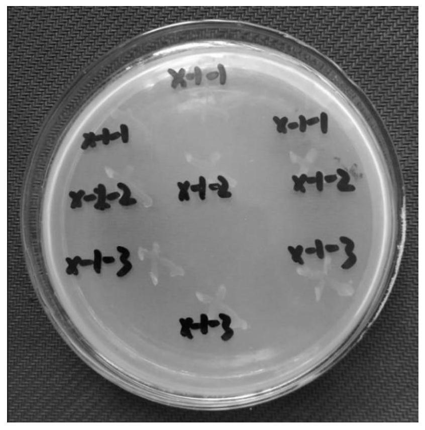 A Strain of Pseudomonas Kalolyticum and Its Application