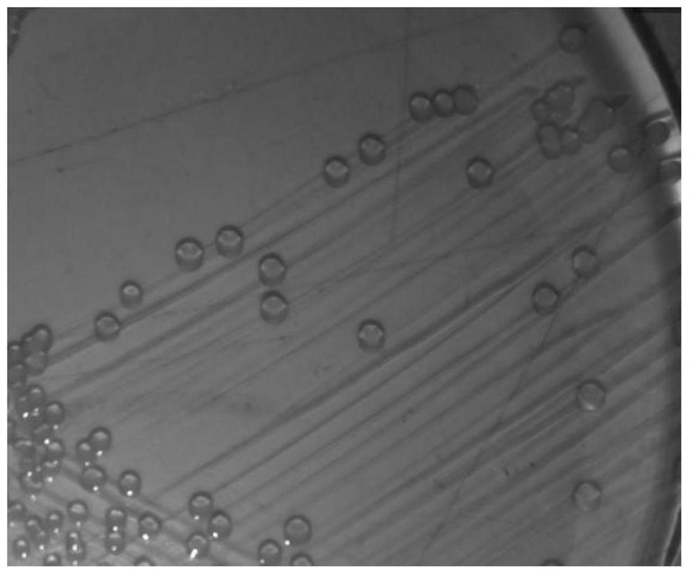 A Strain of Pseudomonas Kalolyticum and Its Application