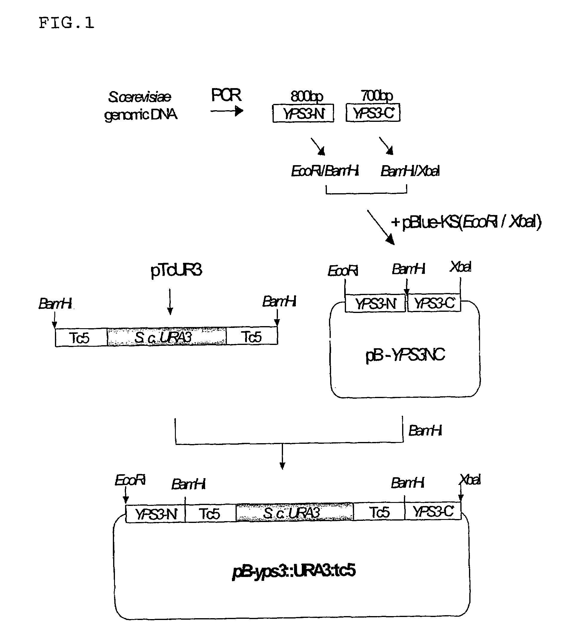 Yeast transformant producing recombinant human parathyroid hormone and method for producing the hormone
