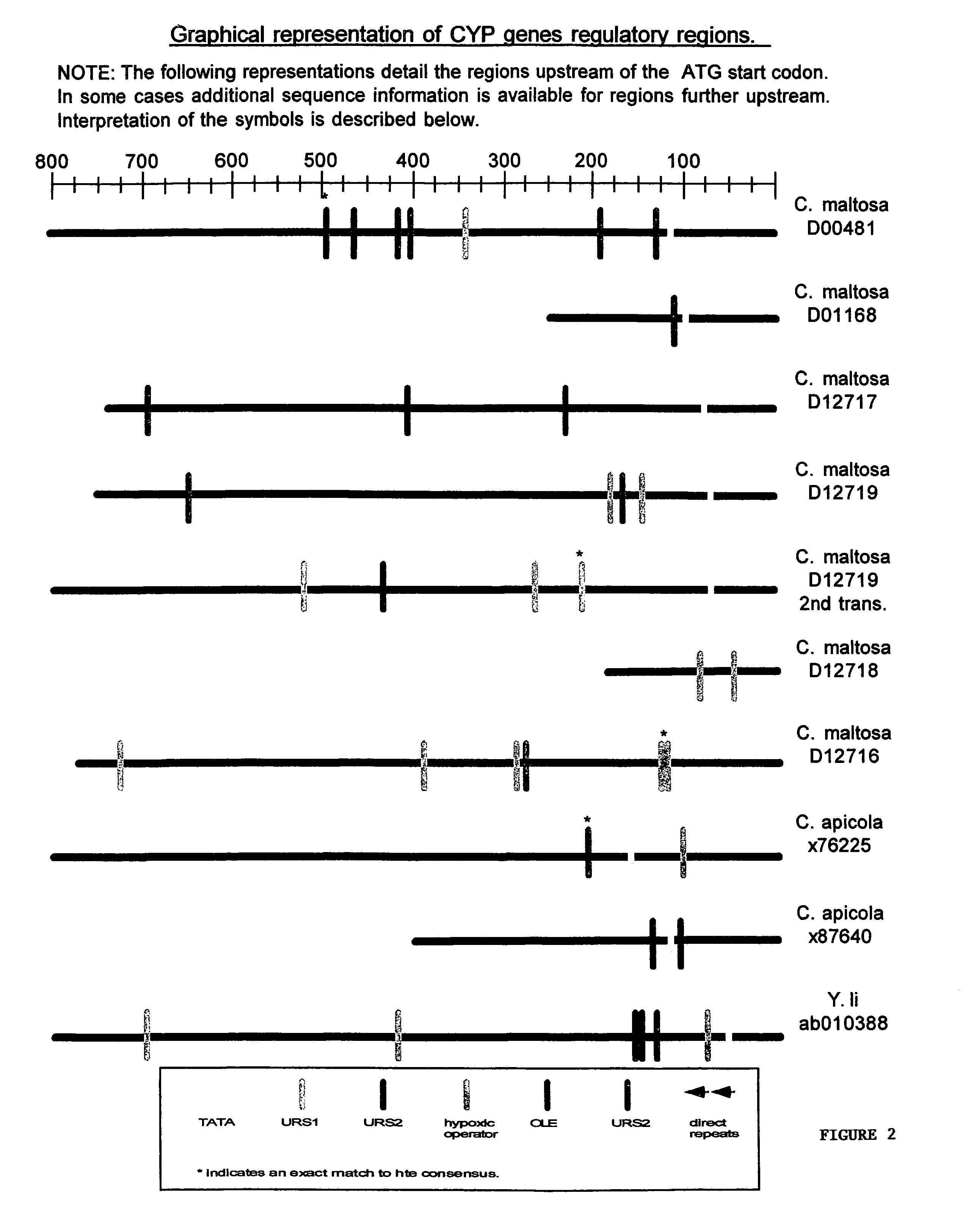 Promoter motifs in Candida tropicalis