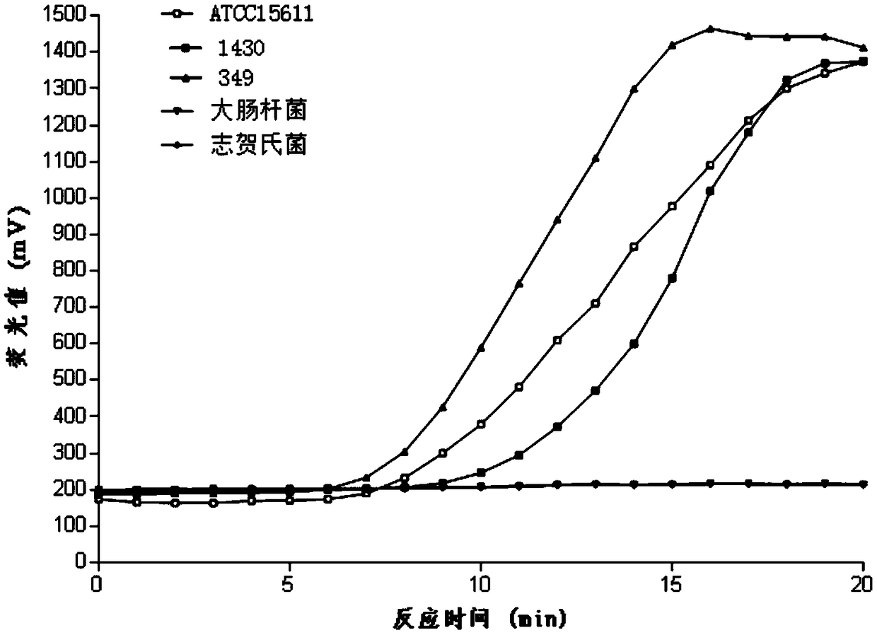 Fluorescent RAA primer, probe and detection method for detecting activity of salmonella