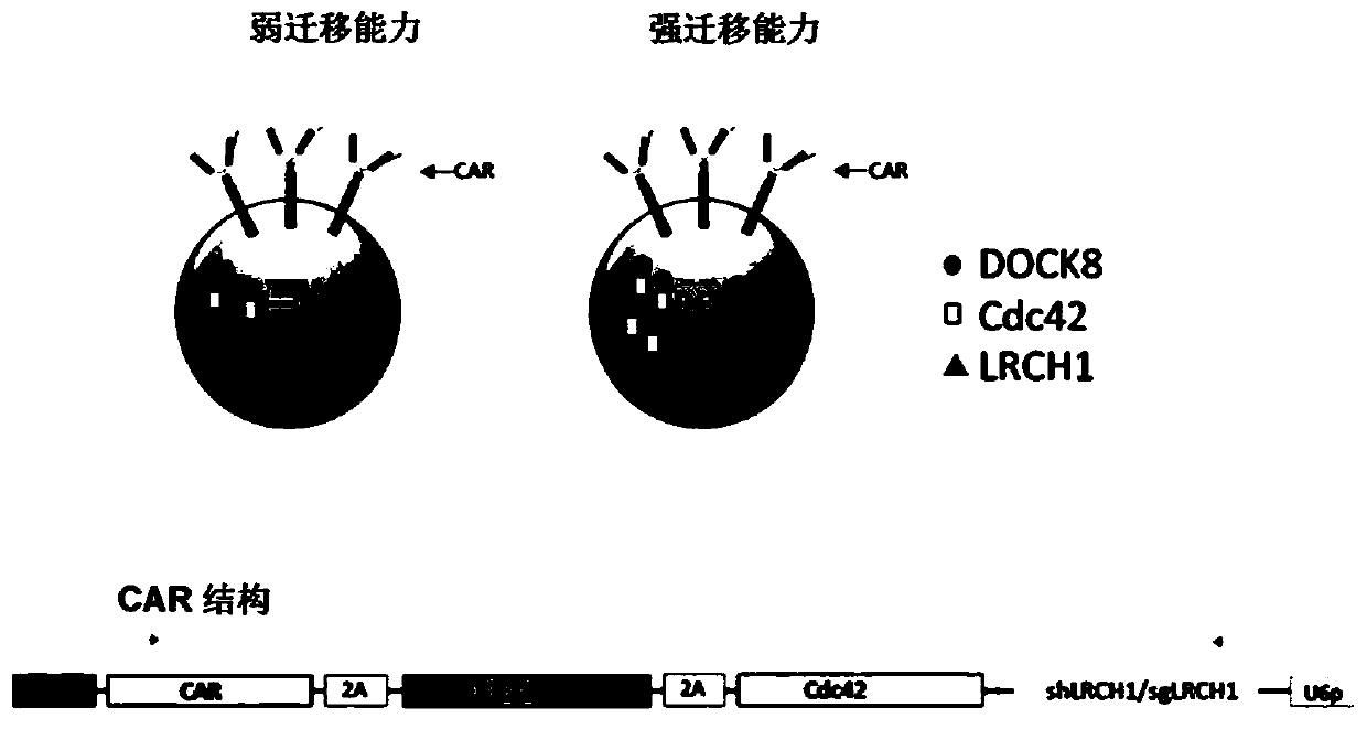 Modified cells with enhanced migration capability