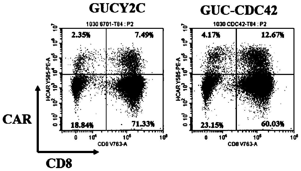 Modified cells with enhanced migration capability