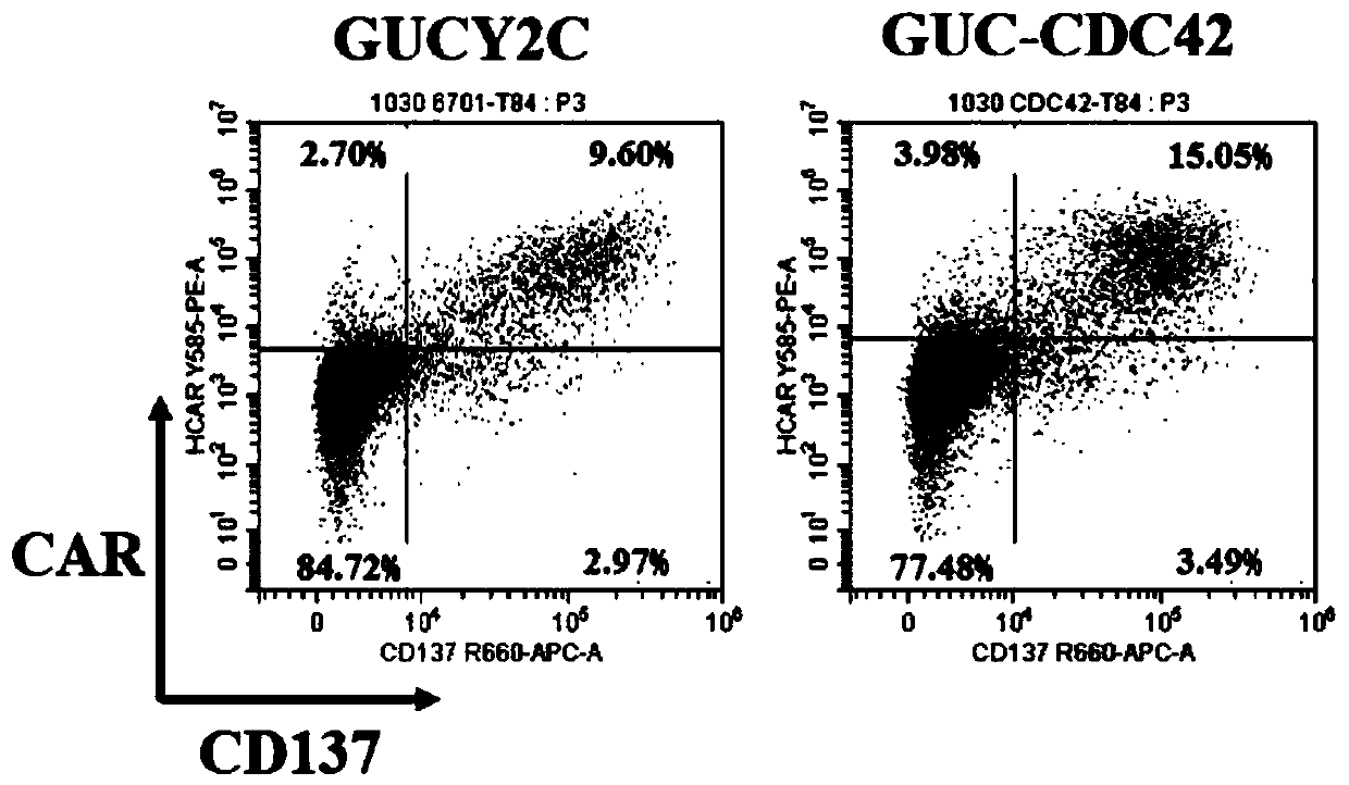 Modified cells with enhanced migration capability