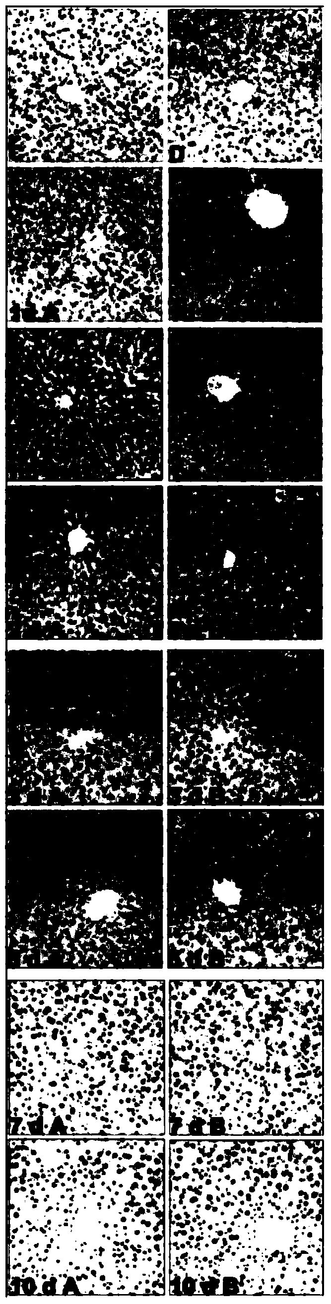 Application of extract of Schisandra chinensis in the preparation of liver regeneration medicine