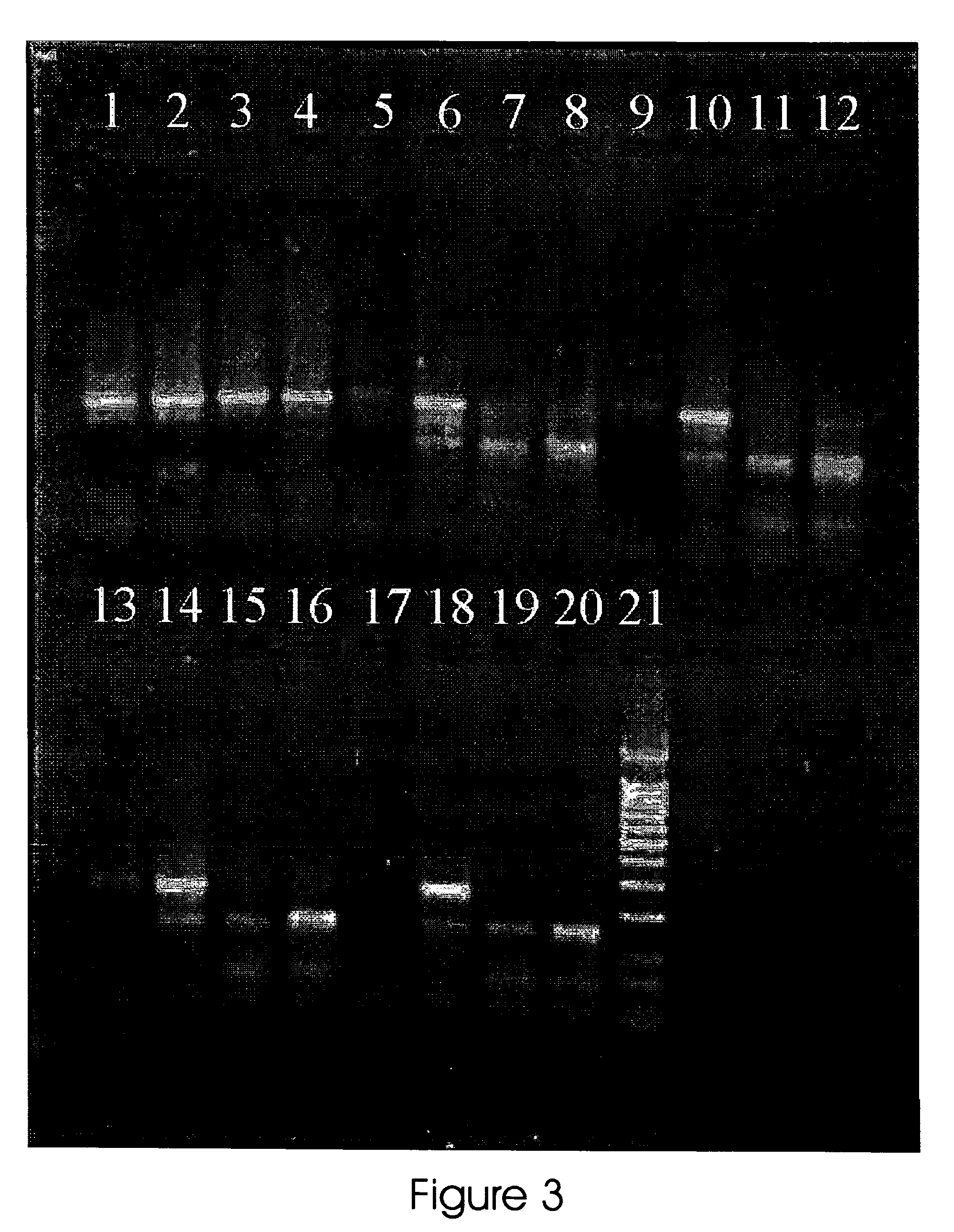 Methods and reaction mixture reagent for increasing the specificity and fidelity of polymerase reactions