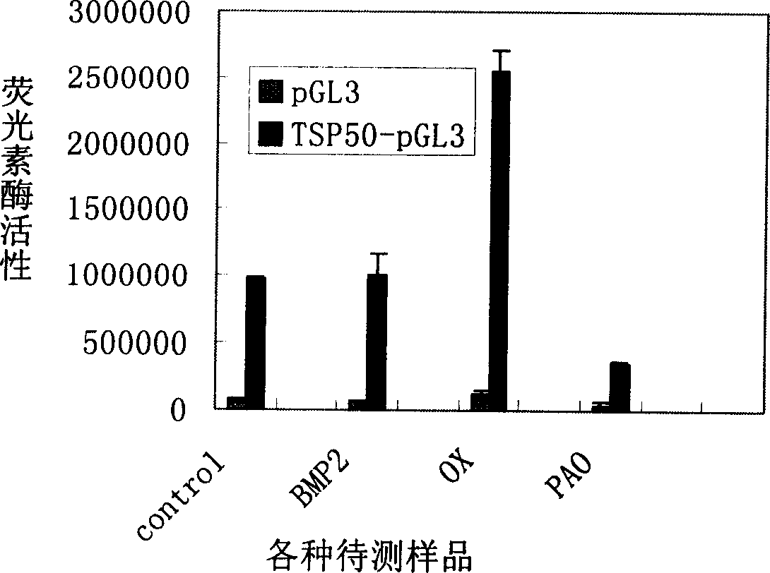 Human testicle specificity protein 50 gene expression regulator screening system and method of screening its gene expression regulator